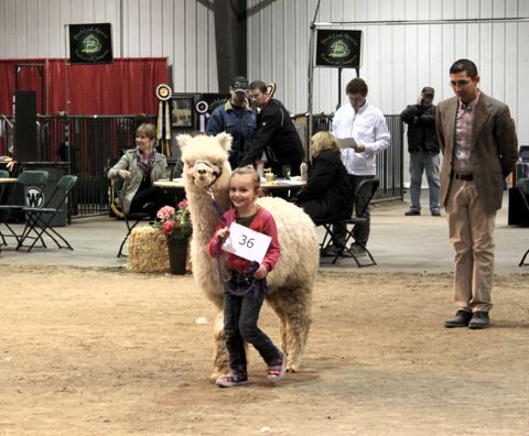 2017 Alpaca Show