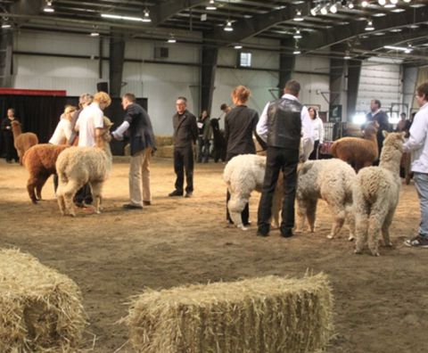 CNASF Alpaca Futurity Registration