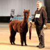 2017 Canadian National Alpaca Futurity Black Champion