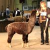 2017 Canadian National Alpaca Futurity Black/Grey Reserve Champion