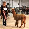 2017 Canadian National Alpaca Futurity Brown Champion