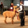 2017 Canadian National Alpaca Futurity Fawn Light Champion