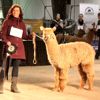 2017 Canadian National Alpaca Futurity Fawn Reserve Champion