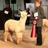 2017 Canadian National Alpaca Futurity LightChampion