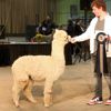 2017 Canadian National Alpaca Futurity Light Reserve Champion