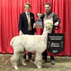 2017 Canadian National Alpaca Futurity Supreme Champion