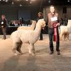 2017 Canadian National Alpaca Futurity White Champion