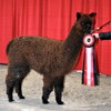 2018 Canadian National Alpaca Futurity