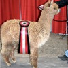 2018 Canadian National Alpaca Futurity