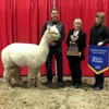 2018 Canadian National Alpaca Futurity Supreme Champion
