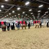 2022 Canadian National Alpaca Futurity Supreme Champion