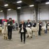 Canadian National Alpaca Futurity Results