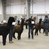 Canadian National Alpaca Futurity Results