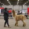 Canadian National Alpaca Futurity Results