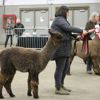 Canadian National Alpaca Futurity Results