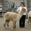 Canadian National Alpaca Futurity Results