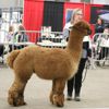 Canadian National Alpaca Futurity Results