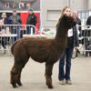 Canadian National Alpaca Futurity Results