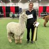 2024 Canadian National Alpaca Futurity Supreme Champion