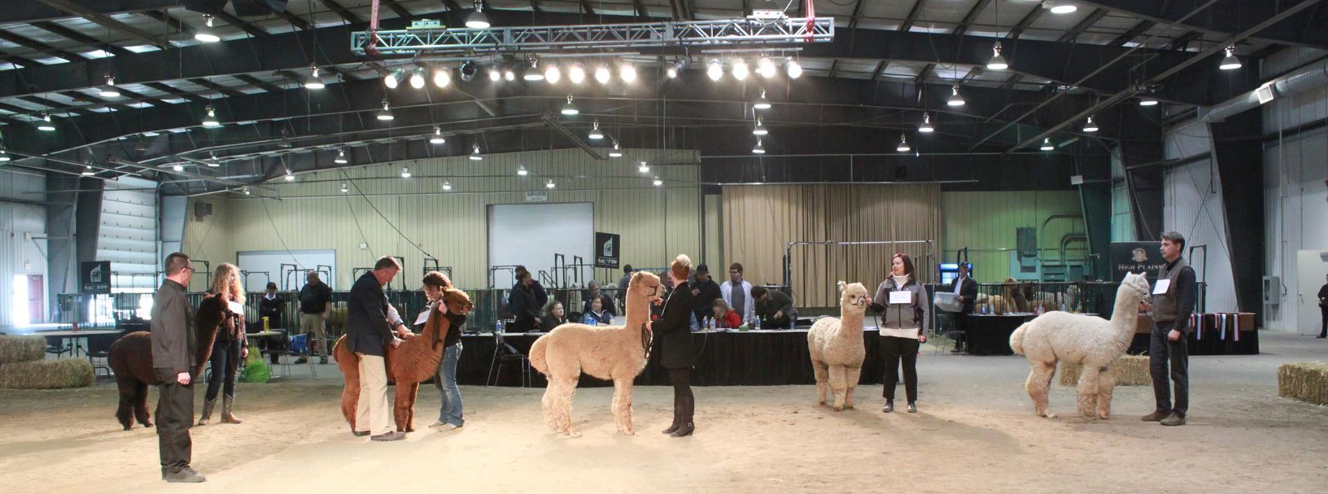 Canadian National Alpaca Show & Futurity