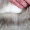 Fleece: Sunnyhill's Conopa's Azzuro