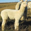 Cria High Plains Ice Qweem