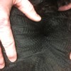 Fleece: Sunnyhill's Aftershocks Billy