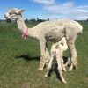 Cria Tiger Park Shaka's Genetta