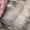 Fleece: Blue Moon Nova