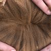 Fleece: Hayls Brew