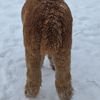 Back: Inca Hoots Ch'llaksa