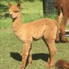 Cria Inca Hoots Ch'llaksa