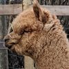 Head: Inca Hoots Ch'llaksa