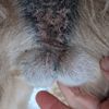 Testicles Inca Hoots Ch'llaksa