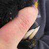 Bite: LS Waverley 