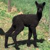 Cria LS Waverley 