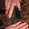 Fleece: Spruce Park LuSenza