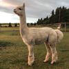 Service Sire Xanadu P High Cotton (21 Aug 2020)