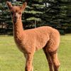 Cria TnC Suzanne what happens in Vega