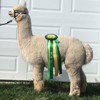 Cria Main Stream's Peruvian Symphony