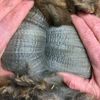Fleece: Sunnyhill's Sinclair