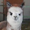Head: Sunnyhill's Sinclair