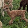 Cria Arriba Gem