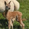 Cria Arriba Talisa