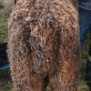 Back: Sunnyhill's Georgee