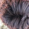 Fleece: Sunnyhill's Georgee