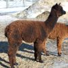 Right Side: Sunnyhill's Georgee